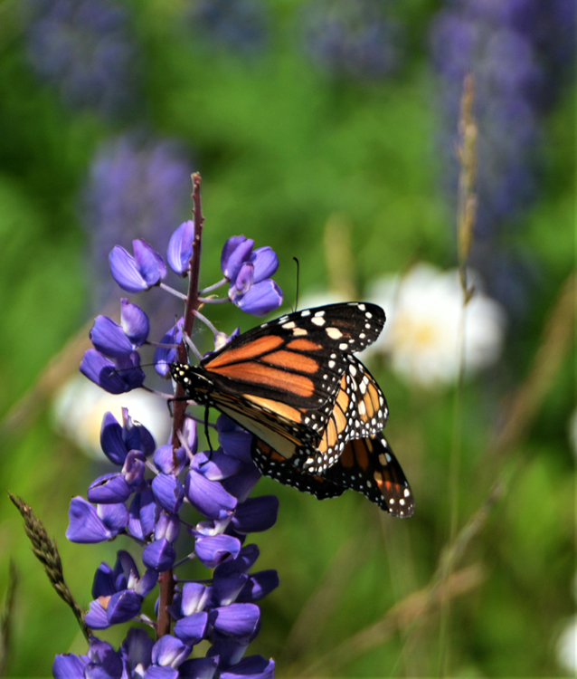 lupine with 2 butterflies